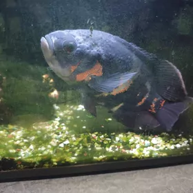 Рыба хищник Астронотус