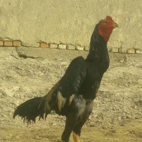 taskent tasgent towuk horaz