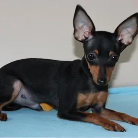 Ратлик(пражский крысарик мини)