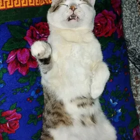 Отдам в добрые руки