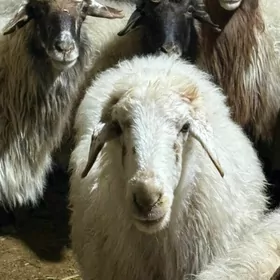 goýunlar geçiler goçlar