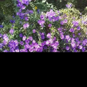 сентябринки