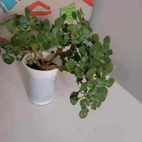 Дерево любви