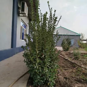 Beresiklet - Weçnyy zelyonnyy