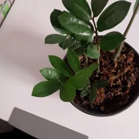 долларовый цветок