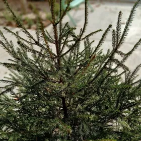 ЕЛЬ  НОВОГОДНЯЯ