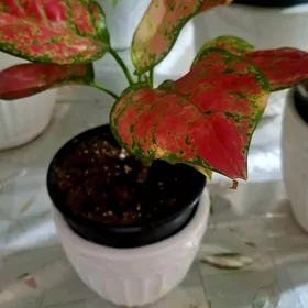 Aglaonema