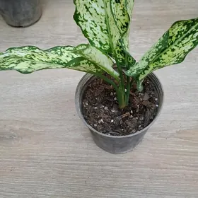 Aglaonema  Daymond