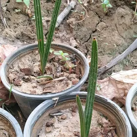 Пальма финик Palma