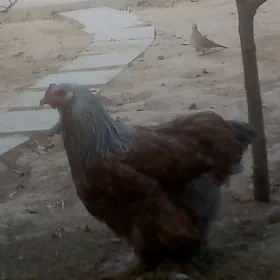 тохум товук