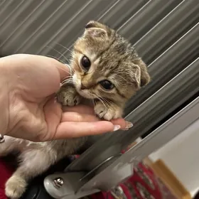 вислоухий pişik paroda