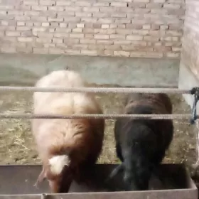 Goýunlar Bakylan Semiz Gurat