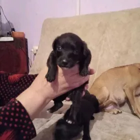 минин тойтерер