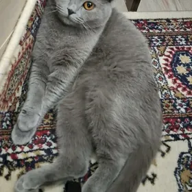 отдам кошку в добрые руки