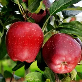 Alma nahaly gyzyl. Turk