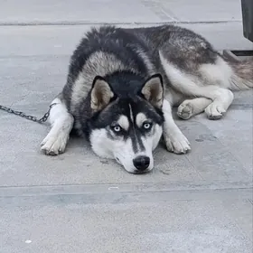 Haski güjügim ýitdi