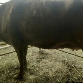 Bakylan sygyr  taýyn