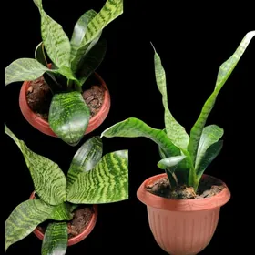 Öý güller | Домашные цветы