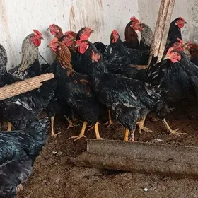 гигант хоразлар