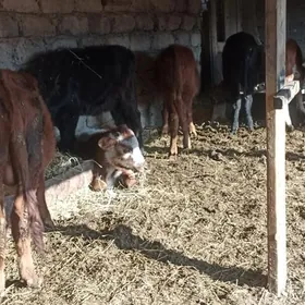 öküzçe tüwe öküz göle