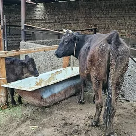 Gibrit Göleli Sygyr