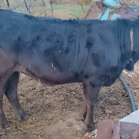 bakylan yaş gulojun