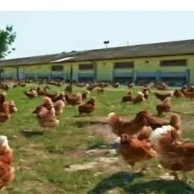 TOWUK FERMA 50 GA SATLYK YER