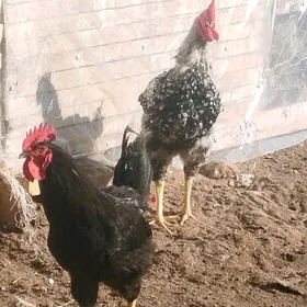 гигант хоразллар