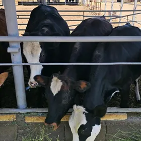 MALDARCYLYK 50 GA SATLYK YER