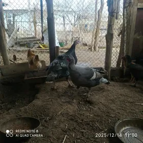 УНДУК ТОВЫК