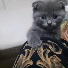 домашние животные