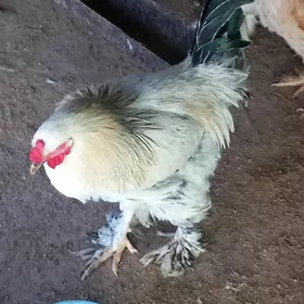 brama horozlar abmen bar