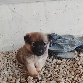 Ösmeýänçi gürji.