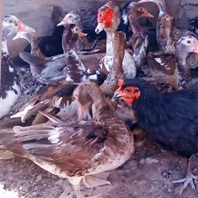 ордек.  индвтка