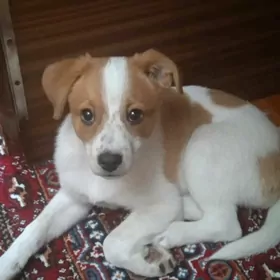 отдам щенка в добрые руки