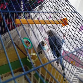 попугай волнистики