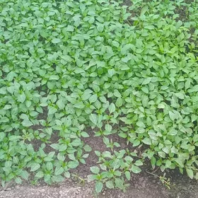 pomidor balgar nahal