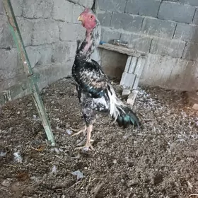 taskent tasgent towuk horaz