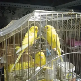 Молодые попугаи