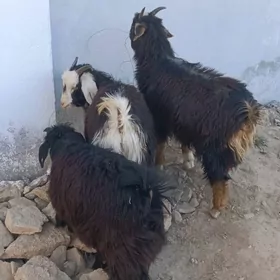 Çebiş erkeç çewiş