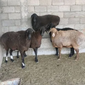 GÌSAR ARASA GOÝUNAR