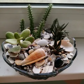 СУКУЛЕНТЫ И КАКТУСЫ