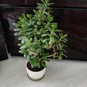 gül  денежный Хоя