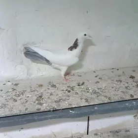 kepderi голуби