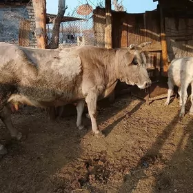 голели сыгыр