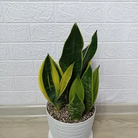 САНСИВЕРИЯ Golden Flame