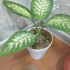 Диффенбахия