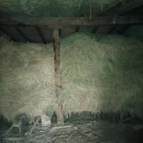 ЙОРУНЖА БЕДЕ АРАСА ЙОРУНЖА