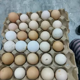 Brama ameraukana diñe ýumurta