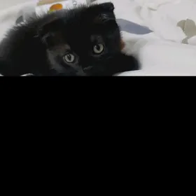 вислоухий котенок